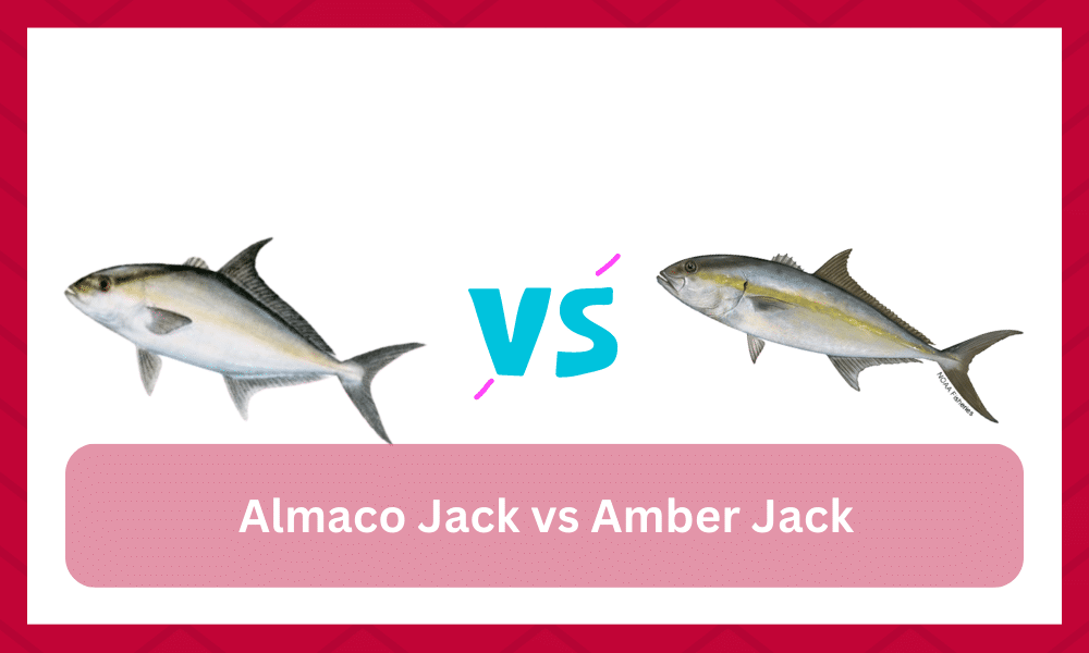 almaco jack vs amberjack