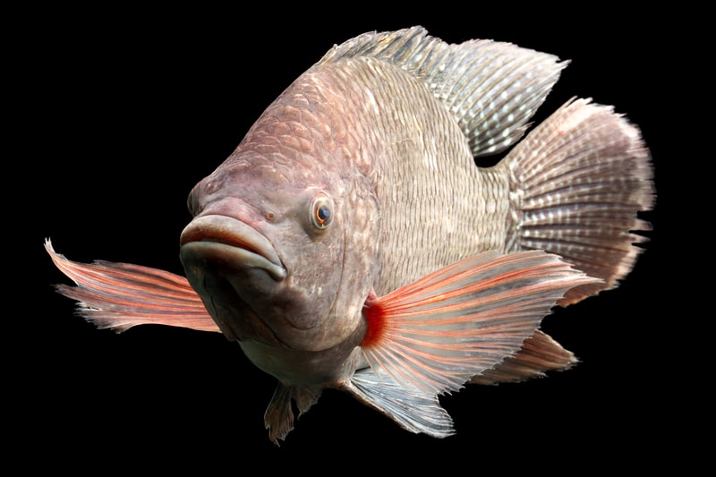 fish tilapia