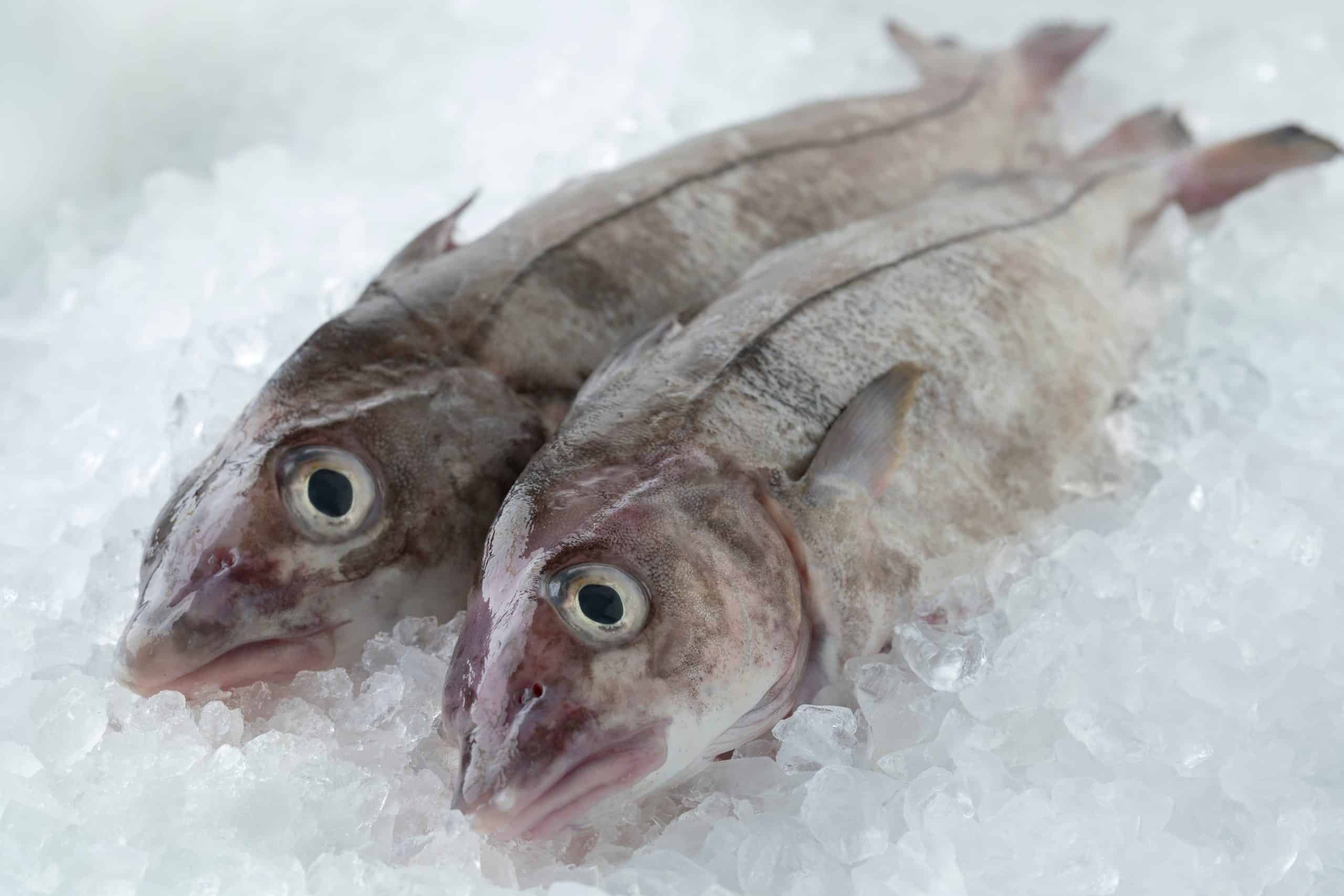 Haddock vs Tilapia What's The Difference FuncFish