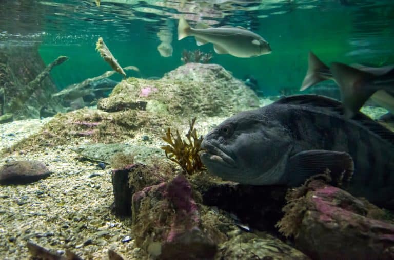 Halibut vs Cod What's The Difference FuncFish