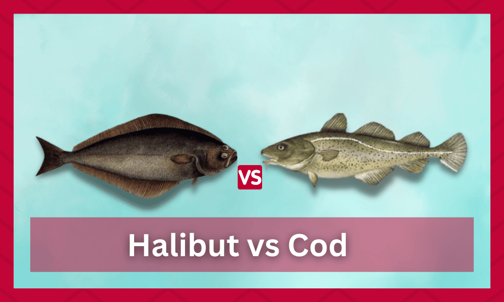 halibut vs cod
