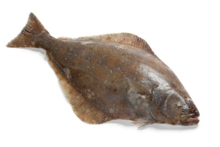 Halibut vs Cod What's The Difference FuncFish