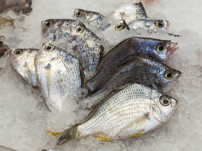The Main Differences Between Mojarra vs Tilapia Fish FuncFish