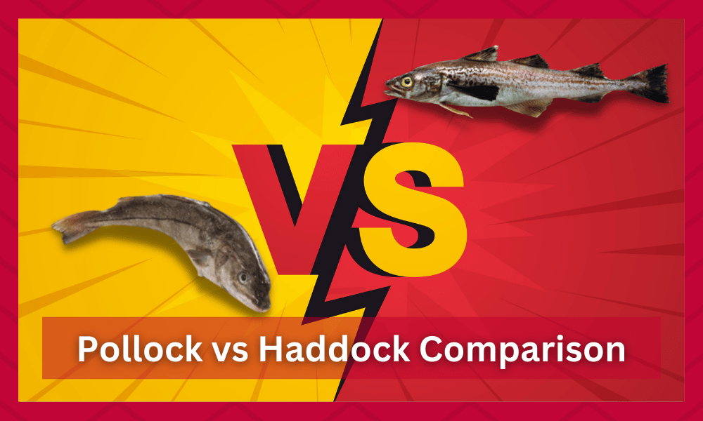 pollock vs haddock