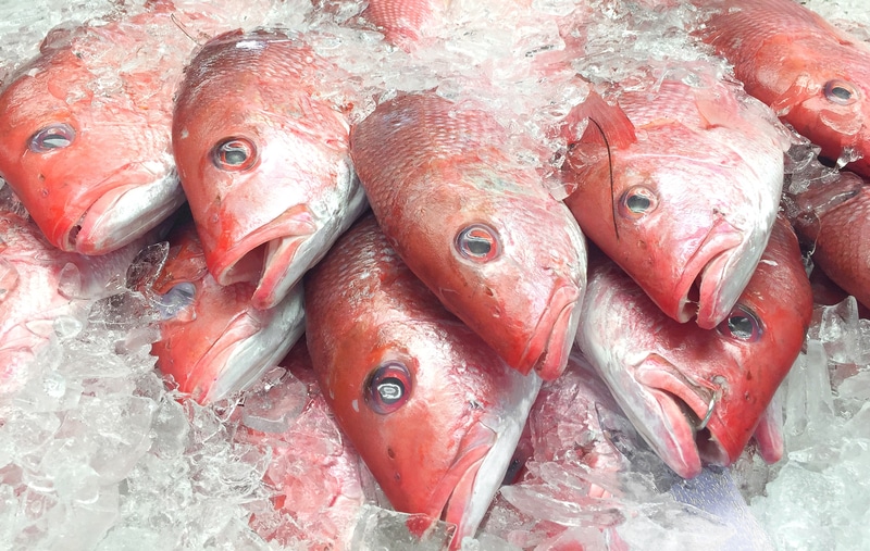 red snapper fish