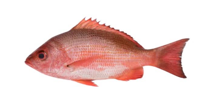 red snapper