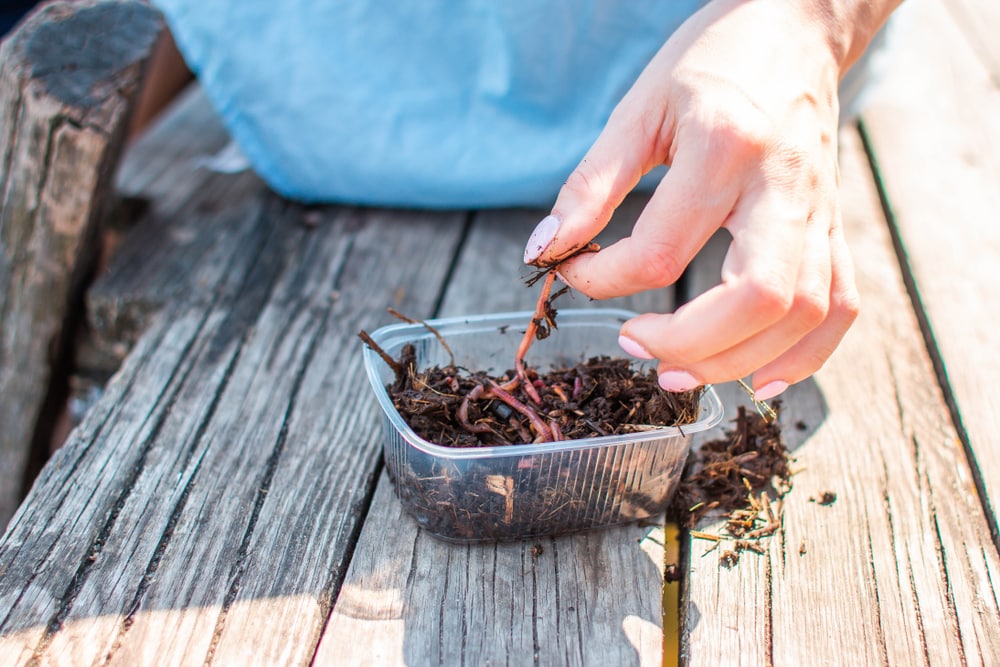 Comparing Red Worms Vs Nightcrawlers For Fishing FuncFish