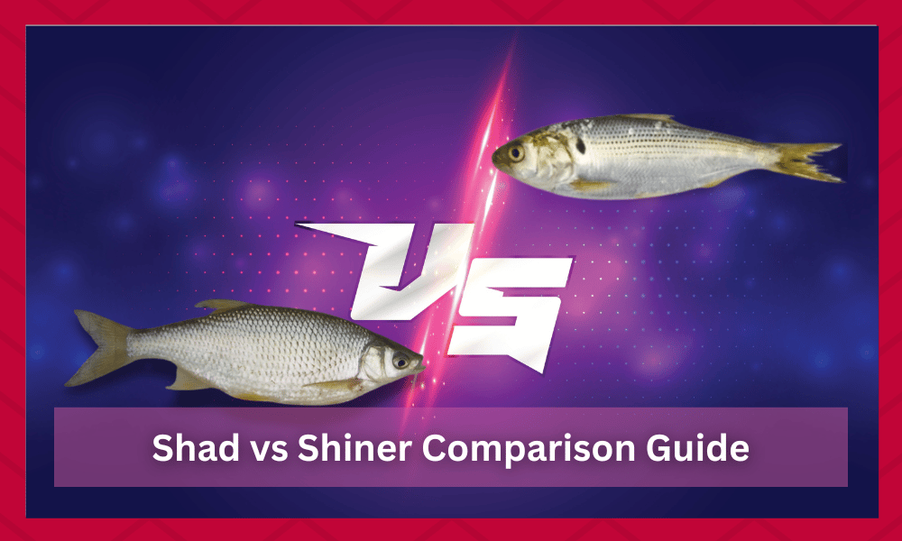 shad vs shiner
