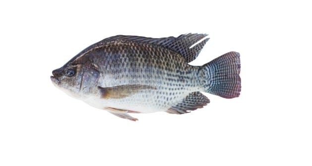 tilapia fish