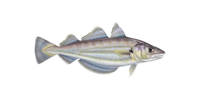 whiting