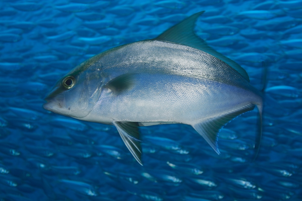 The Main Differences Between Almaco Jack vs Amberjack - FuncFish