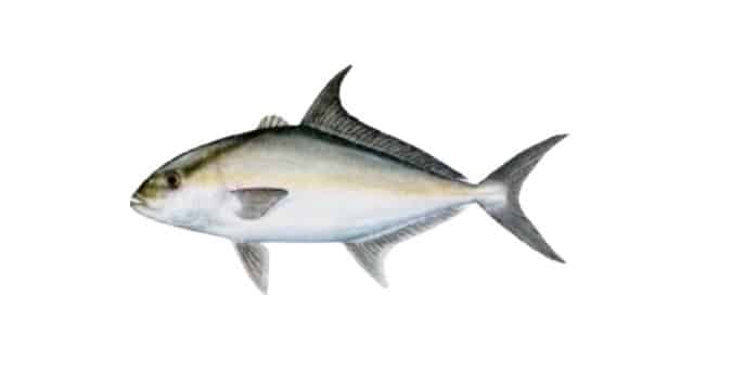 The Main Differences Between Almaco Jack vs Amberjack - FuncFish