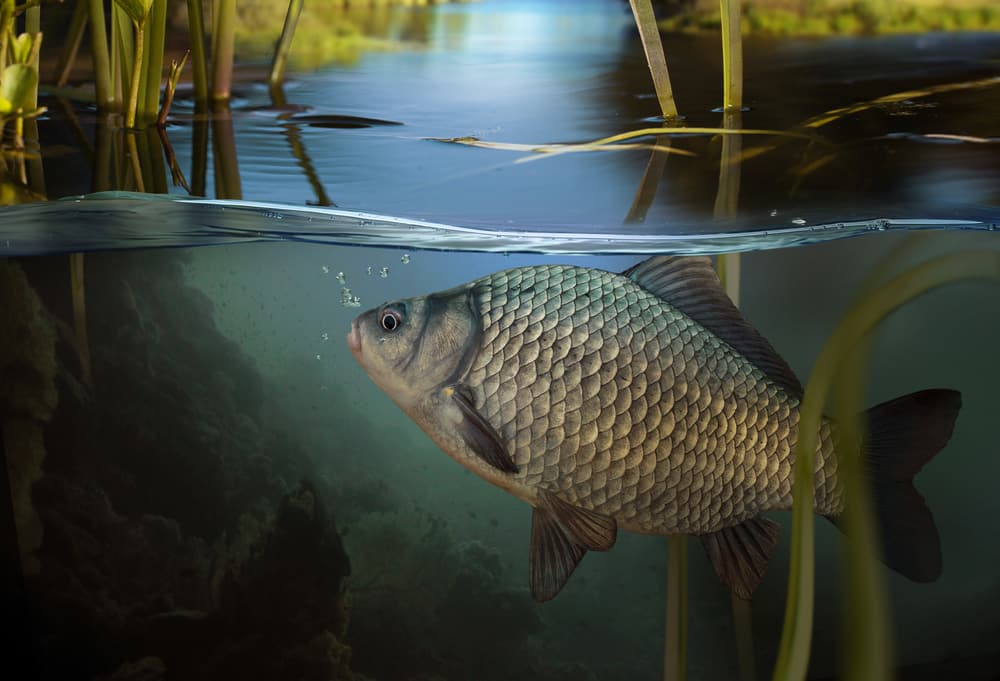 Carp vs Tilapia Deciding The Better Fish To Eat FuncFish