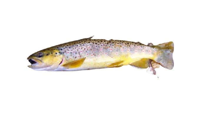 german brown trout