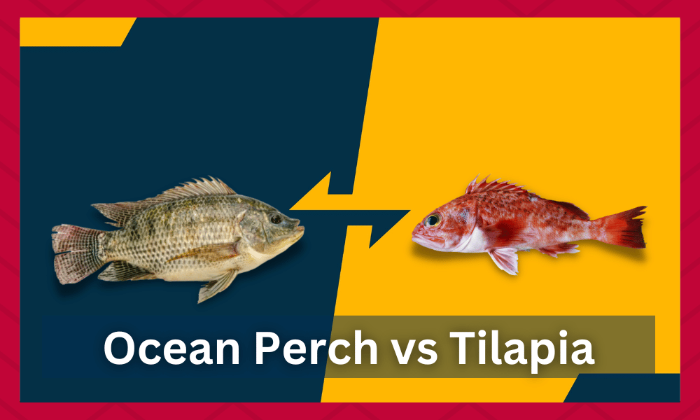 ocean perch vs tilapia