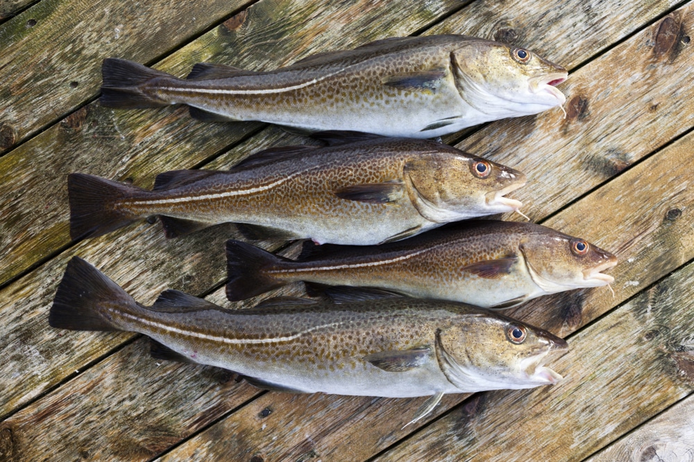 Swai vs Cod: Comparing Both Fish In Detail - FuncFish