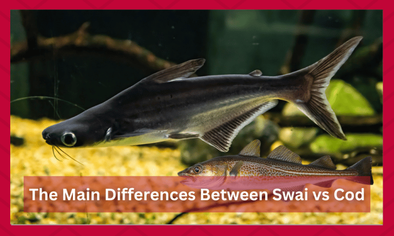 Swai vs Cod: Comparing Both Fish In Detail - FuncFish
