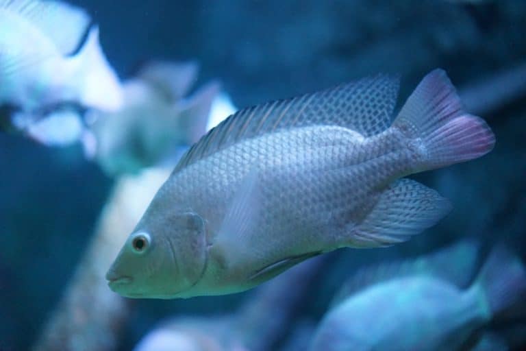 The Main Differences Between Ocean Perch vs Tilapia FuncFish