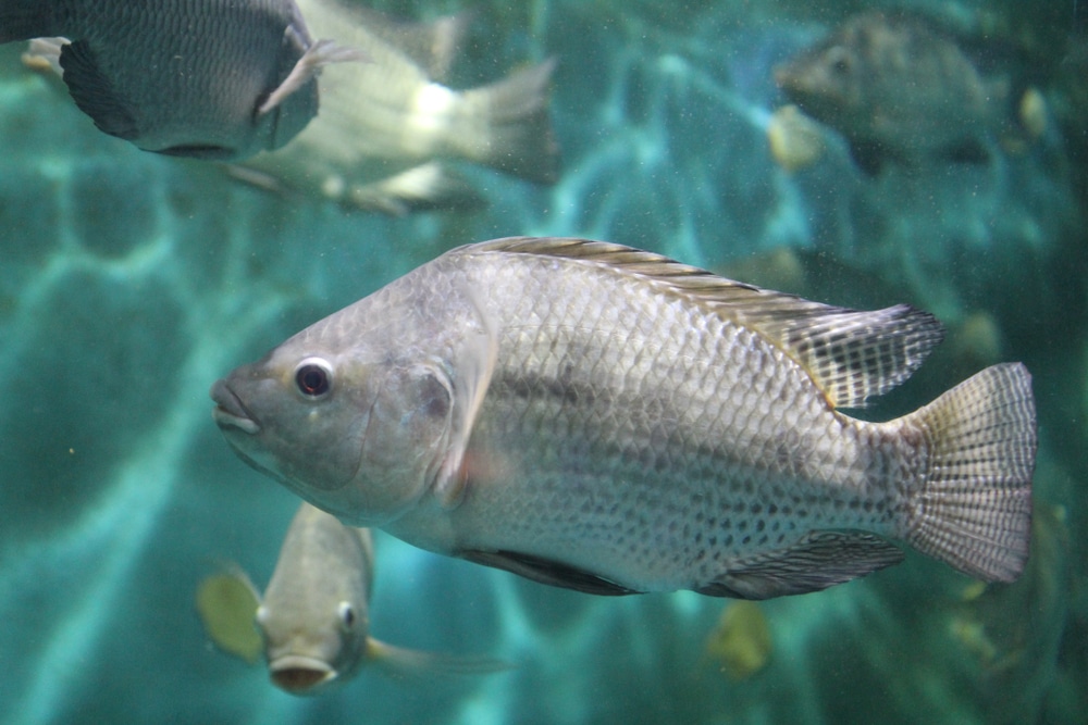 tilapia fish