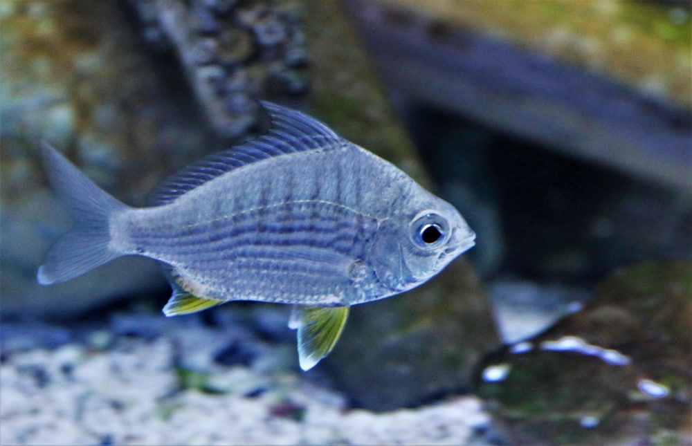 The Main Differences Between Mojarra vs Tilapia FuncFish