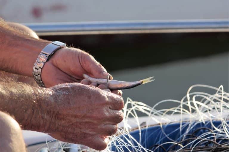 Beginner's Guide How To Catch Sardines For Bait FuncFish