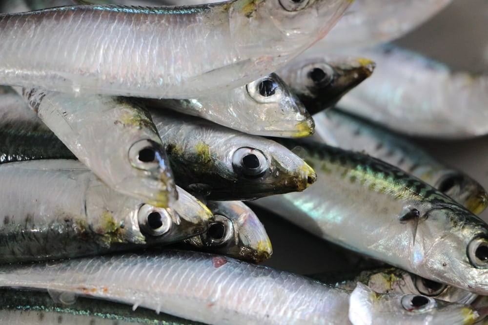 how to hook a sardine