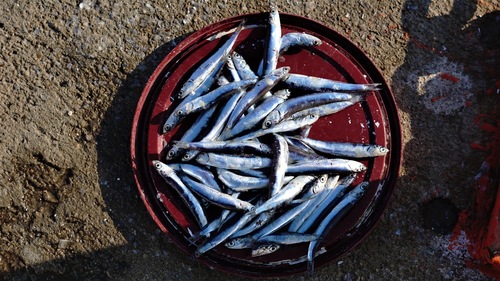 A Brief Guide On How To Hook Anchovy Bait FuncFish