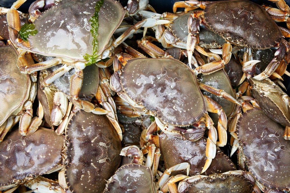 how to keep dungeness crabs alive