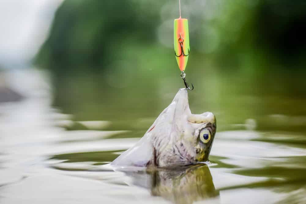 how to keep fish from swallowing hook