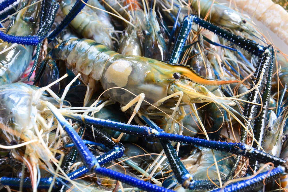keeping shrimp alive in bucket