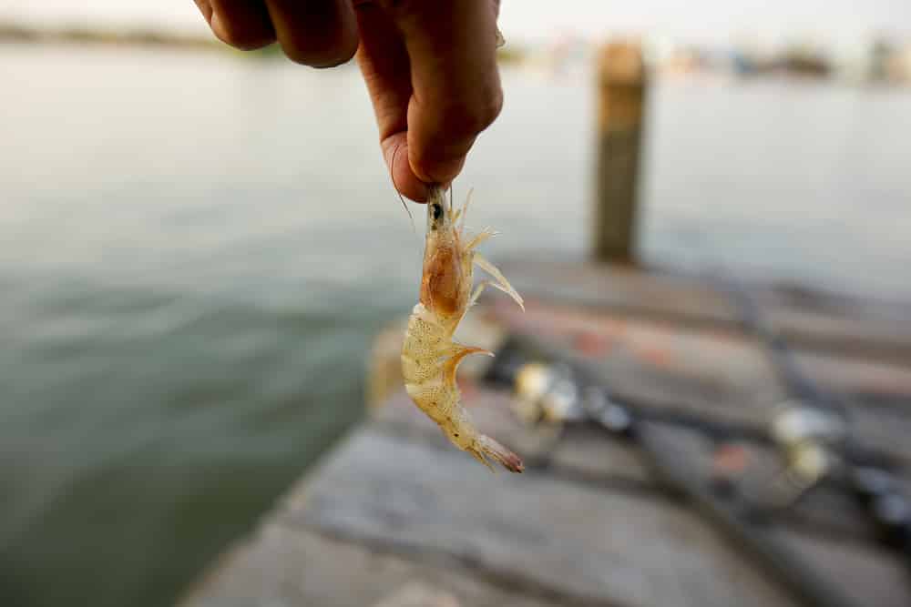 how to rig gulp shrimp on a popping cork