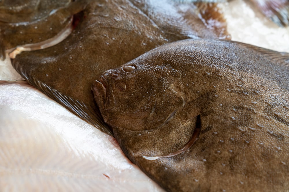 Sand Dabs vs Flounder How To Tell The Difference? FuncFish