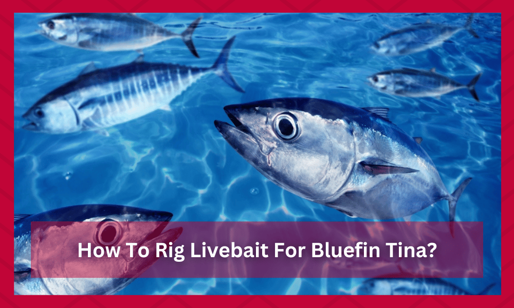 How To Rig Live Bait For Bluefin Tuna