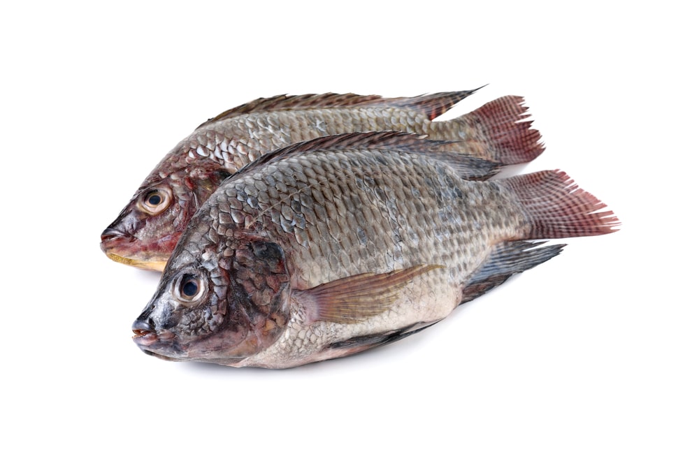 Can Tilapia Make You Sick? (Answered) FuncFish