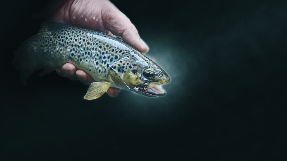 Can You Fish For Trout At Night 