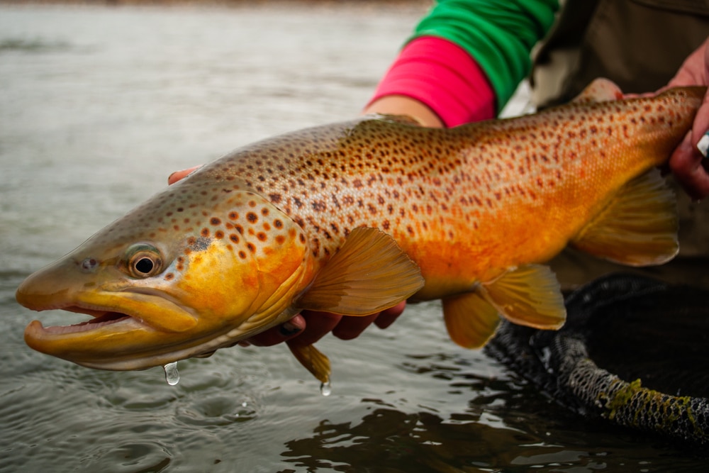 How To Ice Fish For Brown Trout? (6 Steps To Know) FuncFish