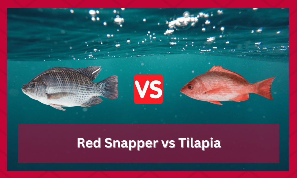 red snapper vs tilapia