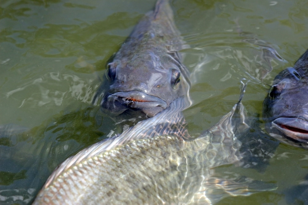 What Fish Is Similar To Tilapia? (Answered) FuncFish