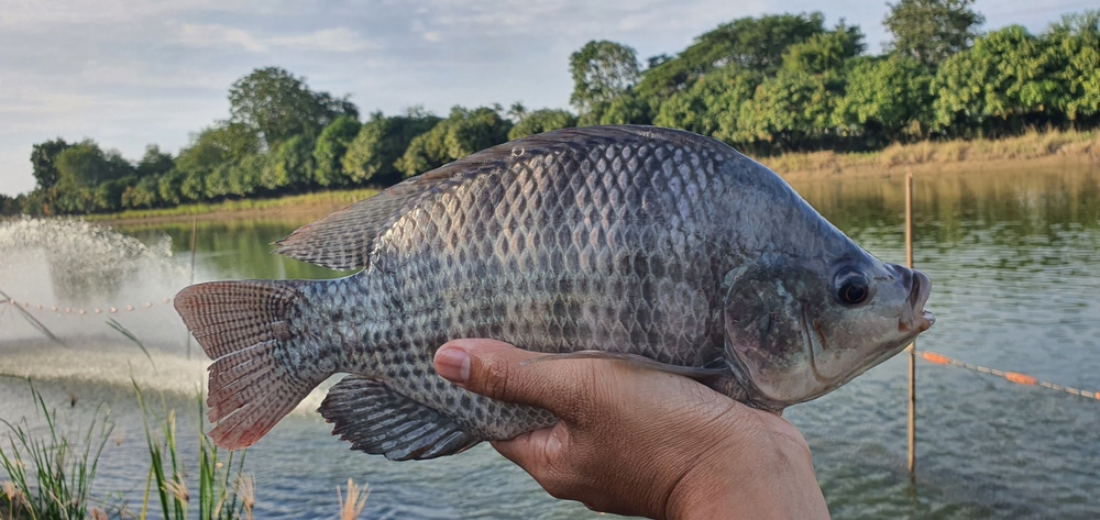 where can you fish for tilapia