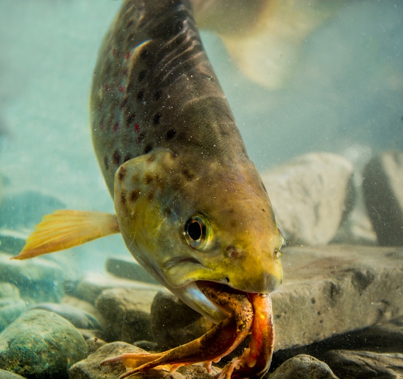 Do Trout Eat Other Fish? (Answered) FuncFish