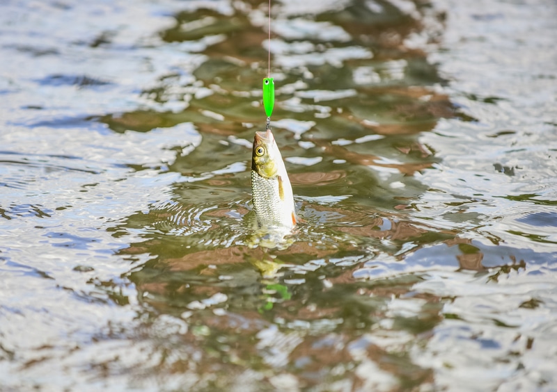 How To Bobber Fish For Trout? (Guide Made Easy) FuncFish