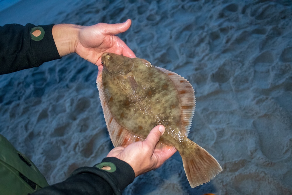 How To Fish Halibut From Shore? (6 Steps To Master) FuncFish