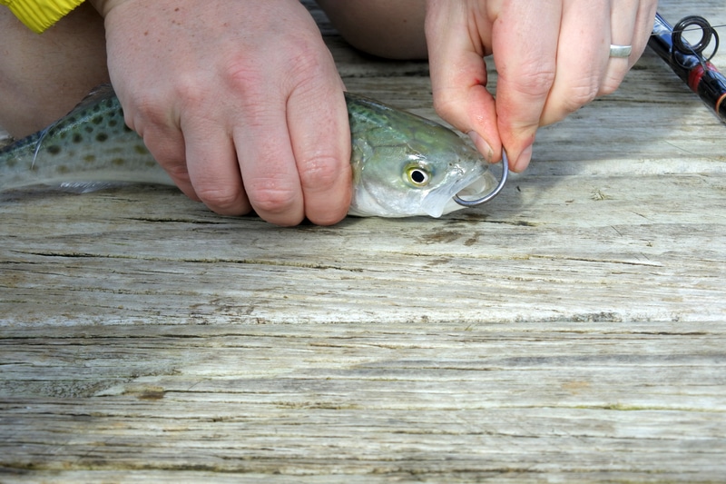 How To Fish With Live Shad