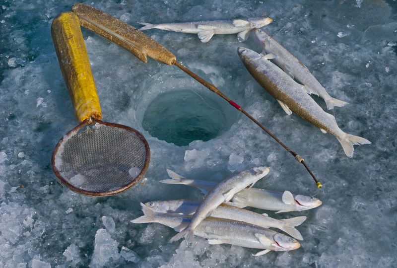 How To Ice Fish For Smelt