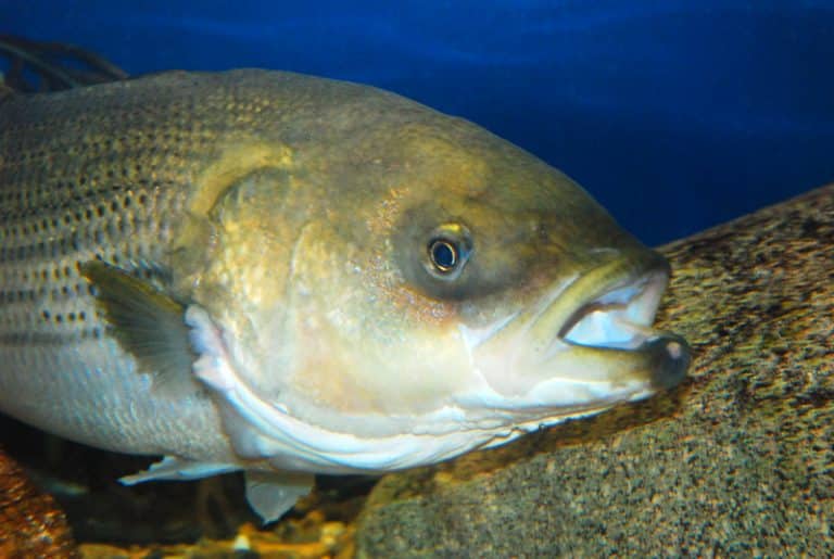 Largemouth Bass vs Striped Bass FuncFish