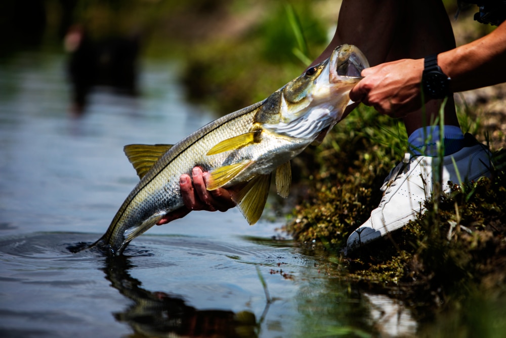 are snook freshwater or saltwater fish