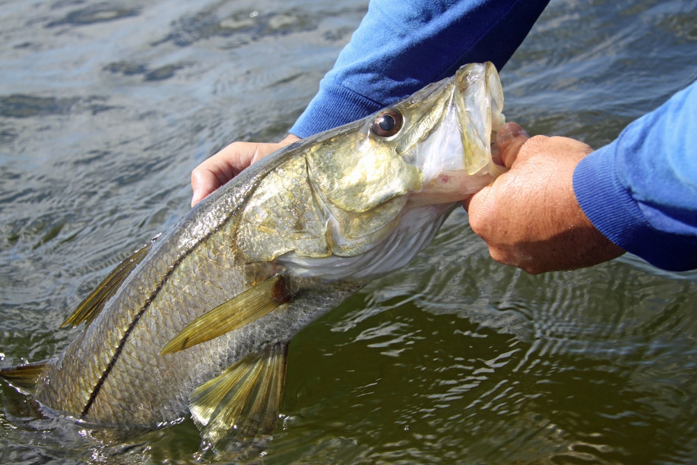 best time to fish for snook