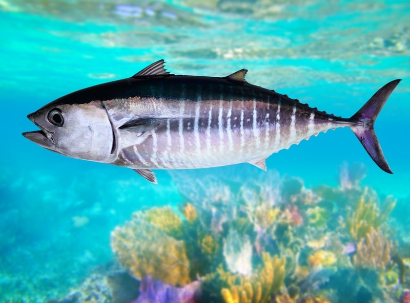 bluefin tuna