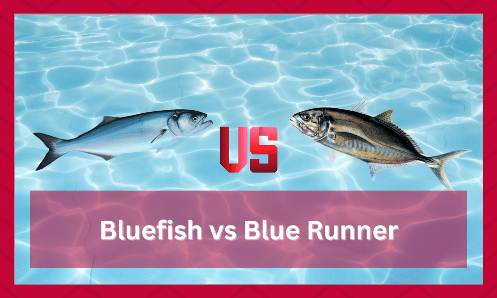 blue runner vs bluefish