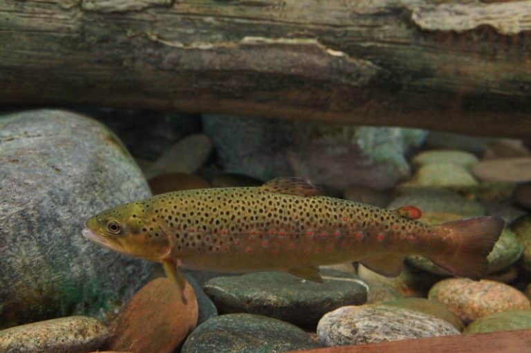 Can You Trout Fish In The Rain Environment Location FuncFish